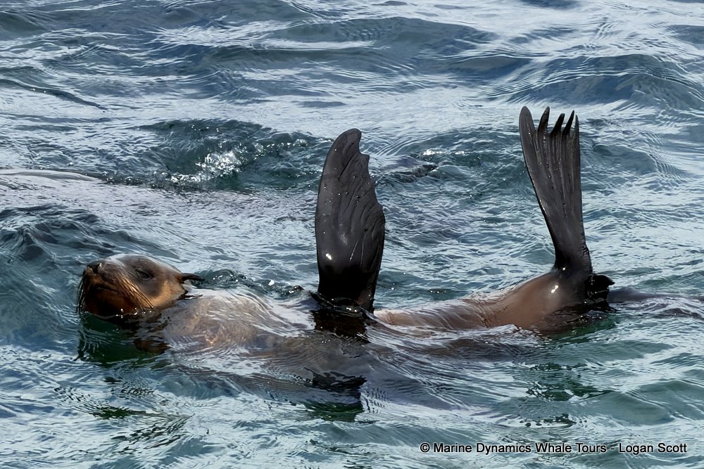 cape fur seal, whale watching, gansbaai, south africa