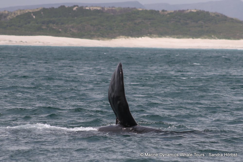 Southern right whale, whale watching, gansbaai, south africa,