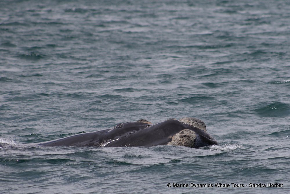 Southern right whale, whale watching, gansbaai, south africa,