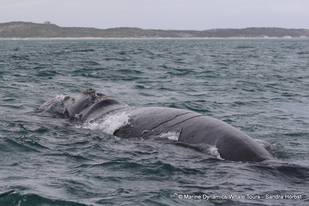 Southern right whale, whale watching, gansbaai, south africa,