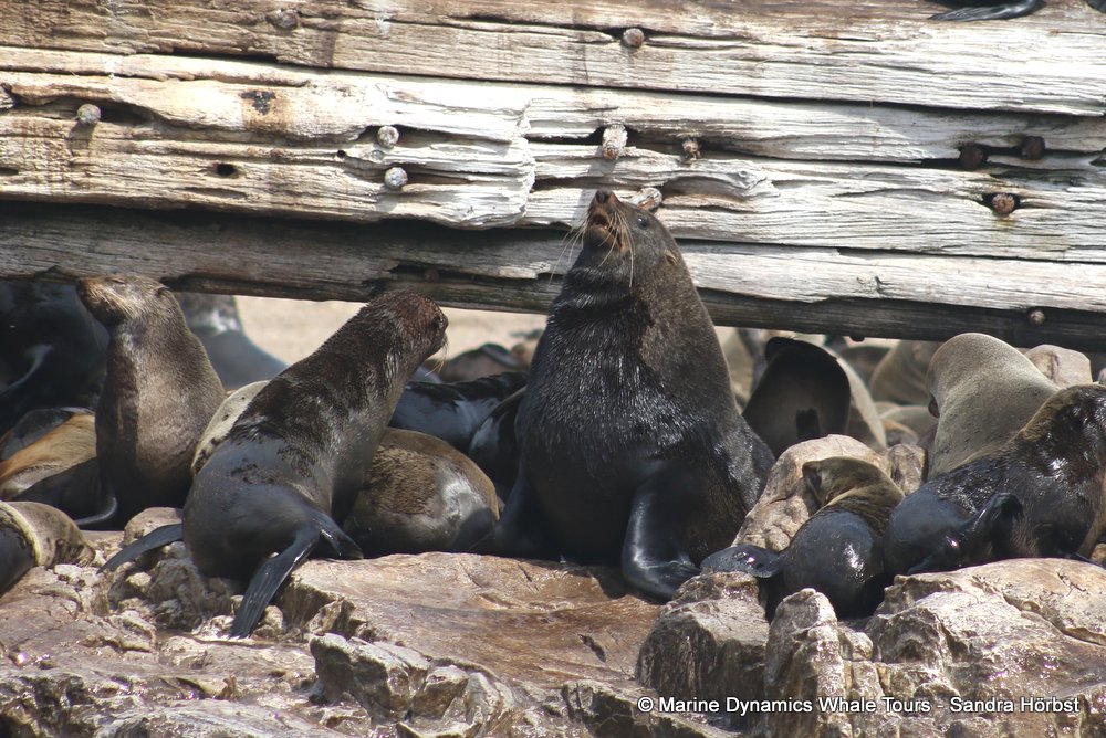 cape fur seal, whale watching, gansbaai, south africa