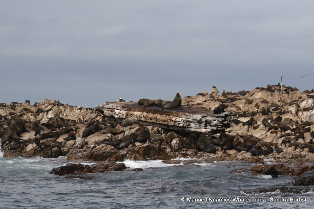 cape fur seal, whale watching, gansbaai, south africa