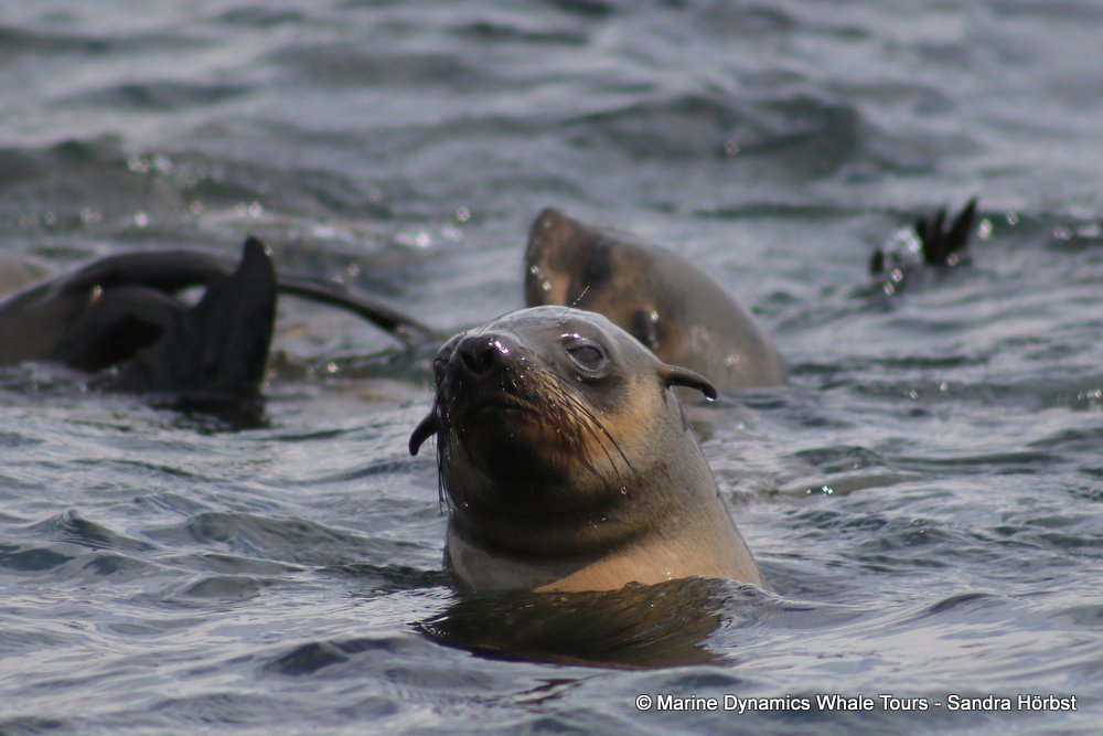 cape fur seal, whale watching, gansbaai, south africa