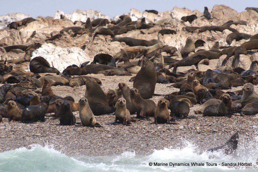 cape fur seal, whale watching, gansbaai, south africa