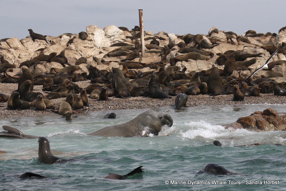 cape fur seal, whale watching, gansbaai, south africa