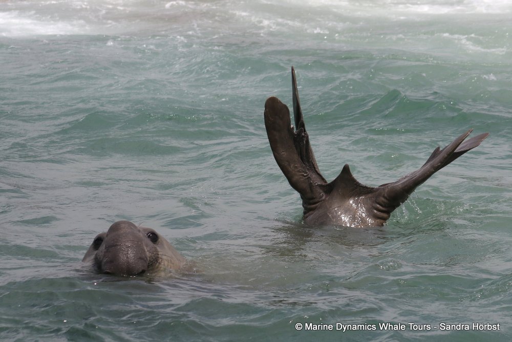 elephant seal, whale watching, gansbaai, south africa