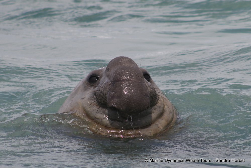 elephant seal, whale watching, gansbaai, south africa