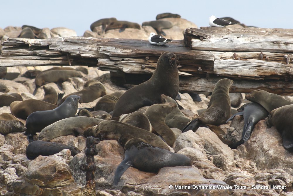 cape fur seal, whale watching, gansbaai, south africa