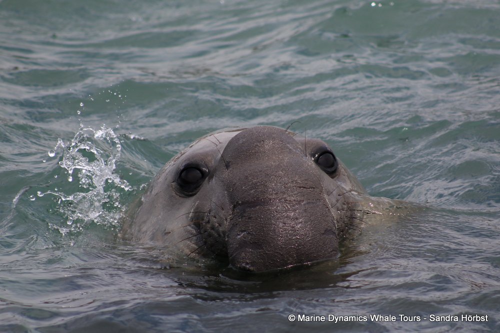 elephant seal, whale watching, gansbaai, south africa