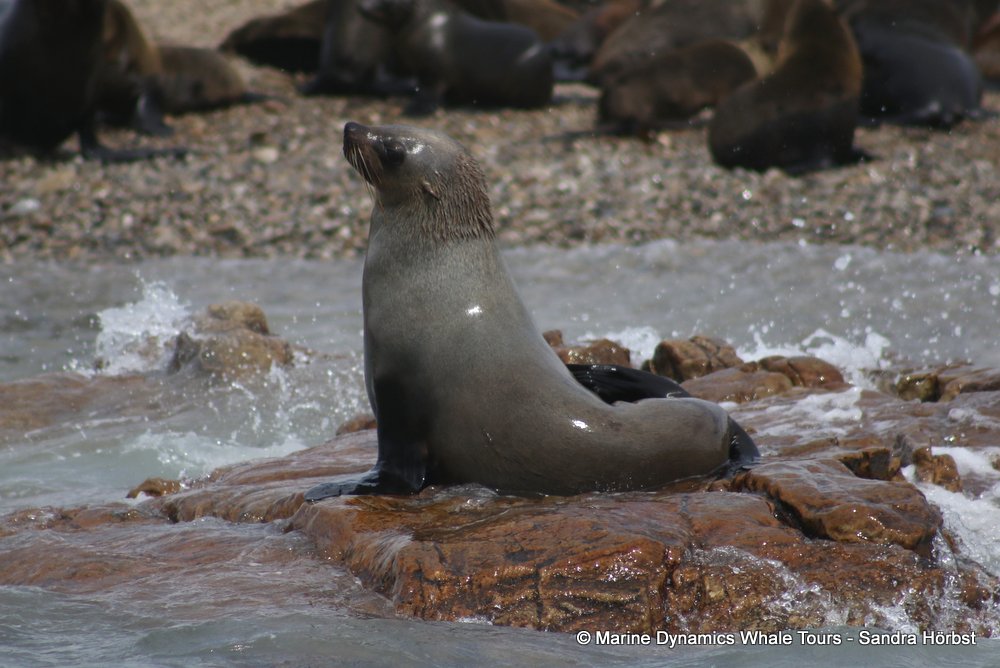 cape fur seal, whale watching, gansbaai, south africa