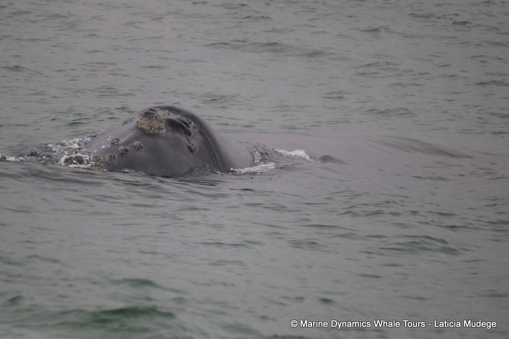 Southern right whale, whale watching, gansbaai, south africa,