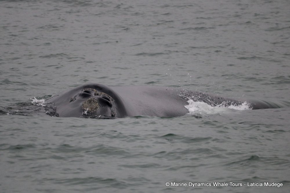 Southern right whale, whale watching, gansbaai, south africa,