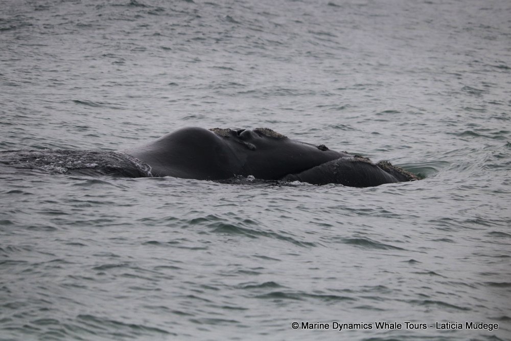 Southern right whale, whale watching, gansbaai, south africa,