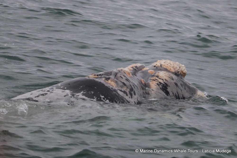 Southern right whale, whale watching, gansbaai, south africa,