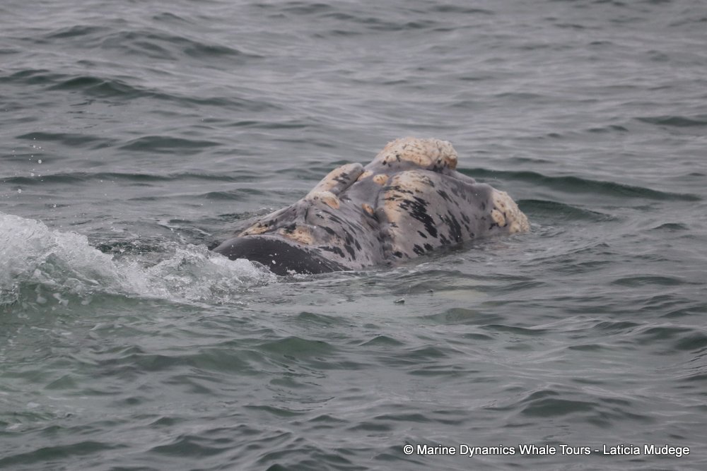 Southern right whale, whale watching, gansbaai, south africa,