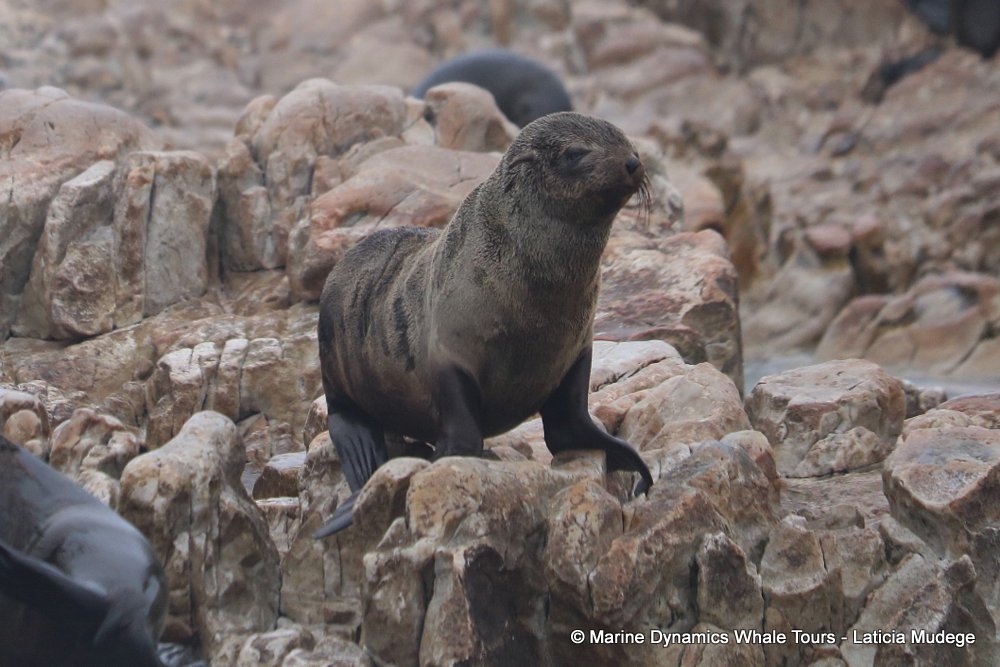 cape fur seal, whale watching, gansbaai, south africa