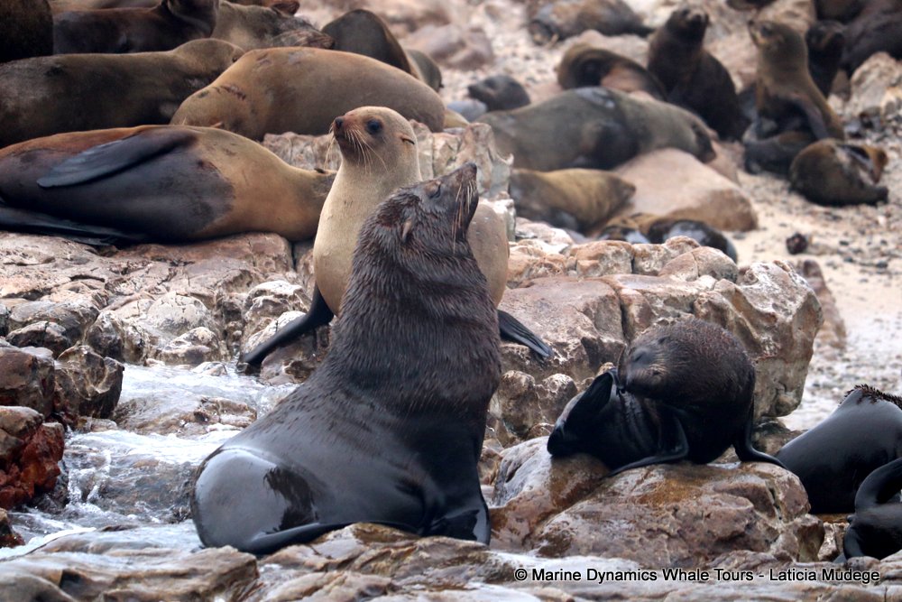 cape fur seal, whale watching, gansbaai, south africa