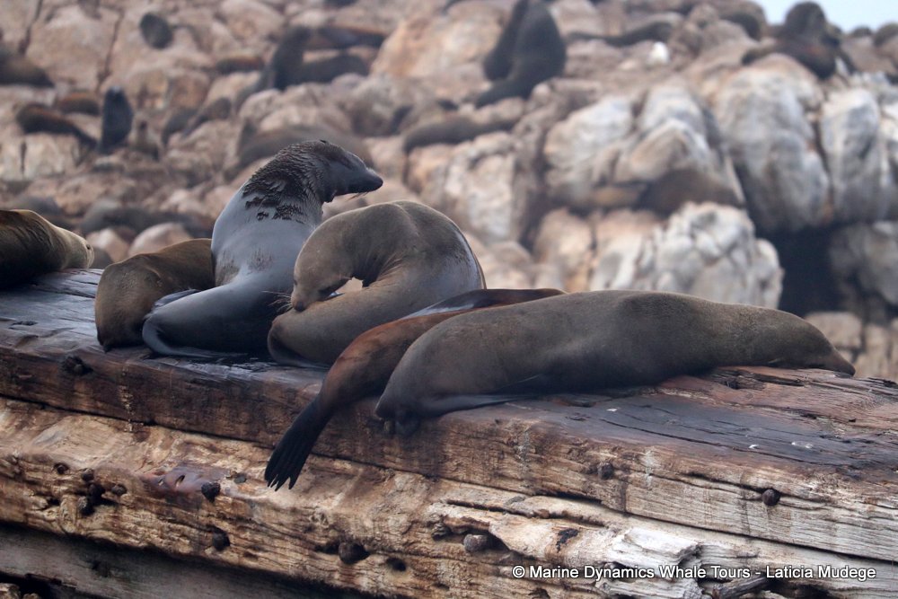 cape fur seal, whale watching, gansbaai, south africa