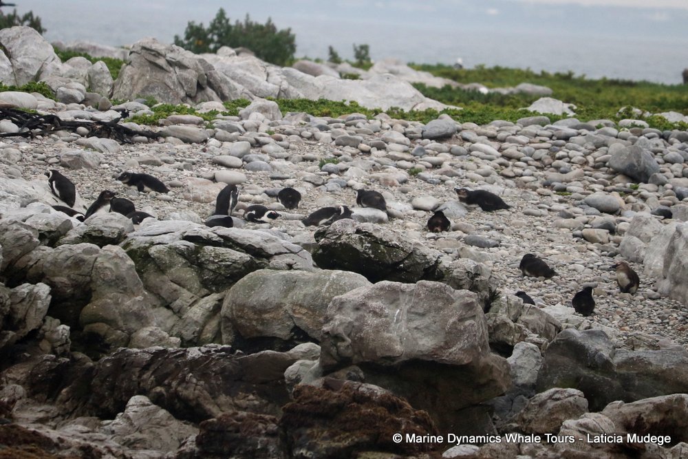 african penguin, whale watching, gansbaai, south africa