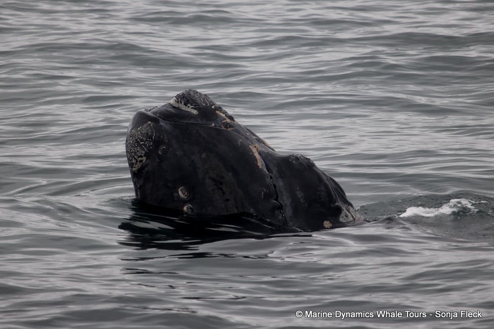 Southern right whale, whale watching, gansbaai, south africa,