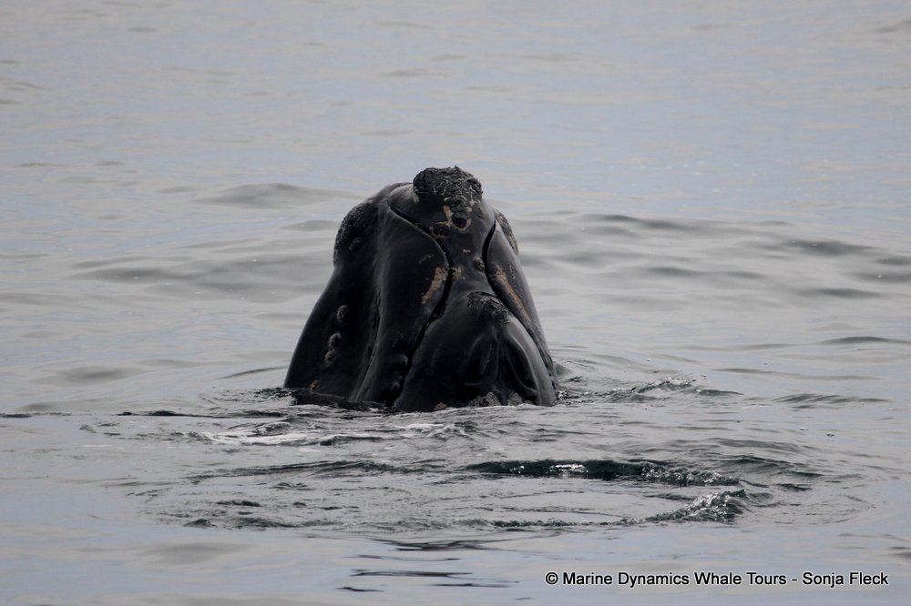 Southern right whale, whale watching, gansbaai, south africa,