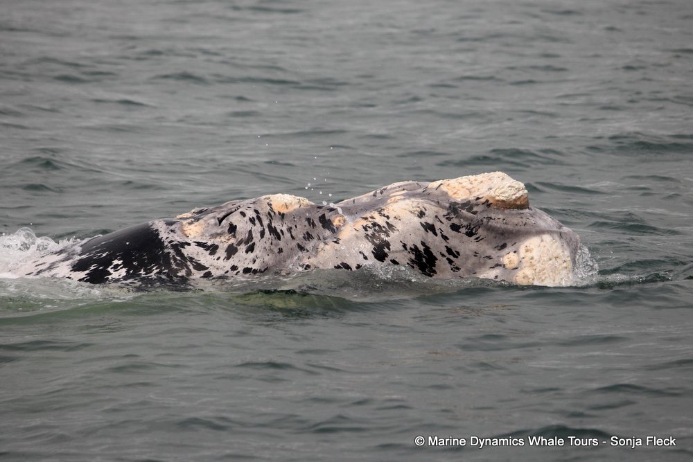 Southern right whale, whale watching, gansbaai, south africa,