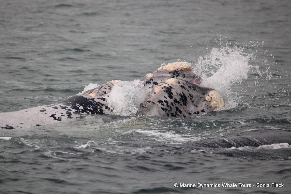 Southern right whale, whale watching, gansbaai, south africa,