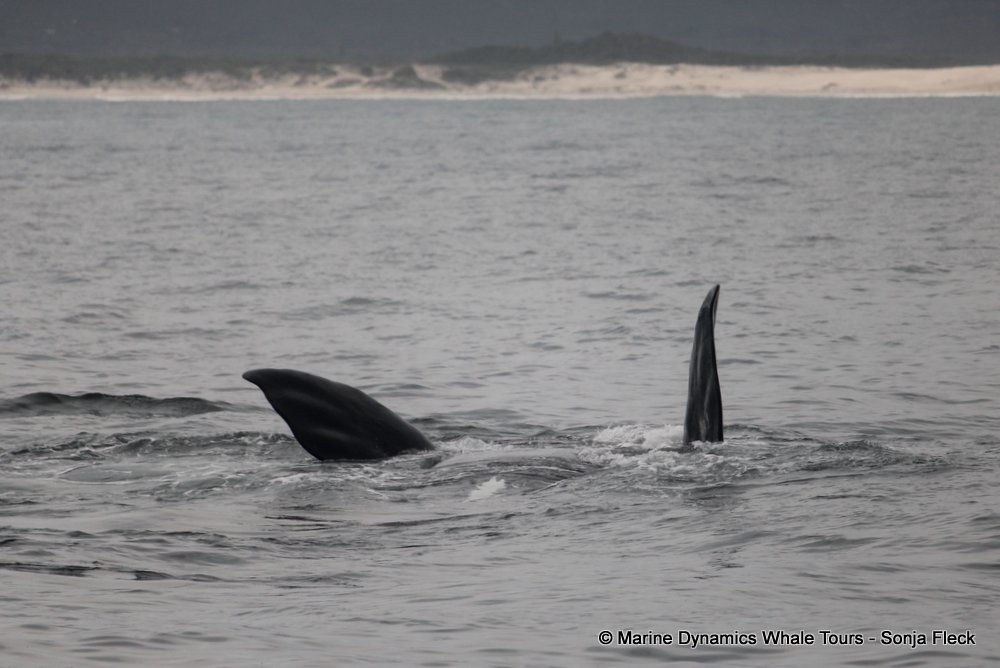 Southern right whale, whale watching, gansbaai, south africa,