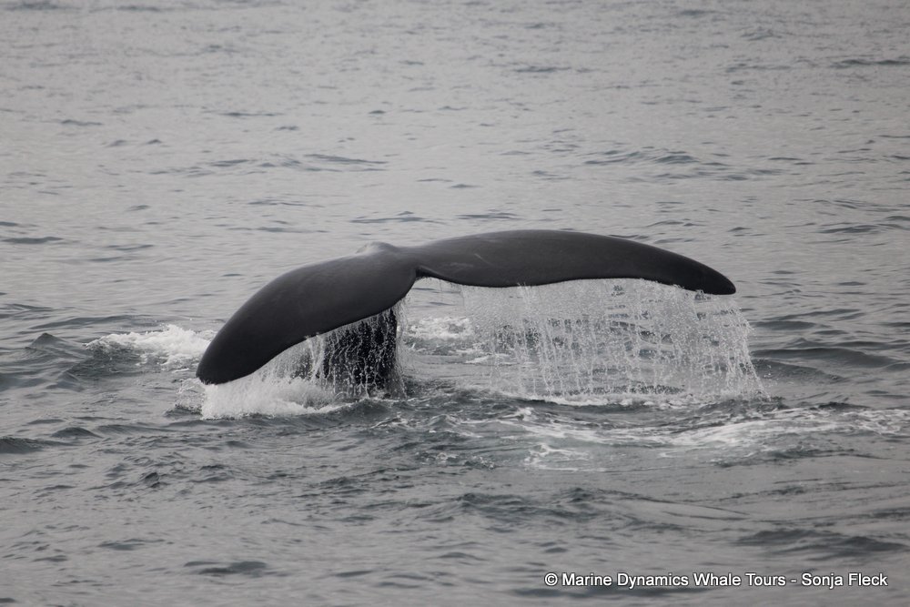 Southern right whale, whale watching, gansbaai, south africa,