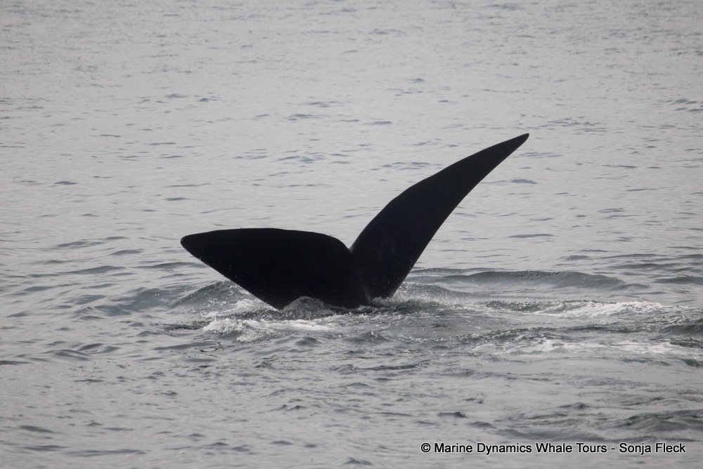 Southern right whale, whale watching, gansbaai, south africa,