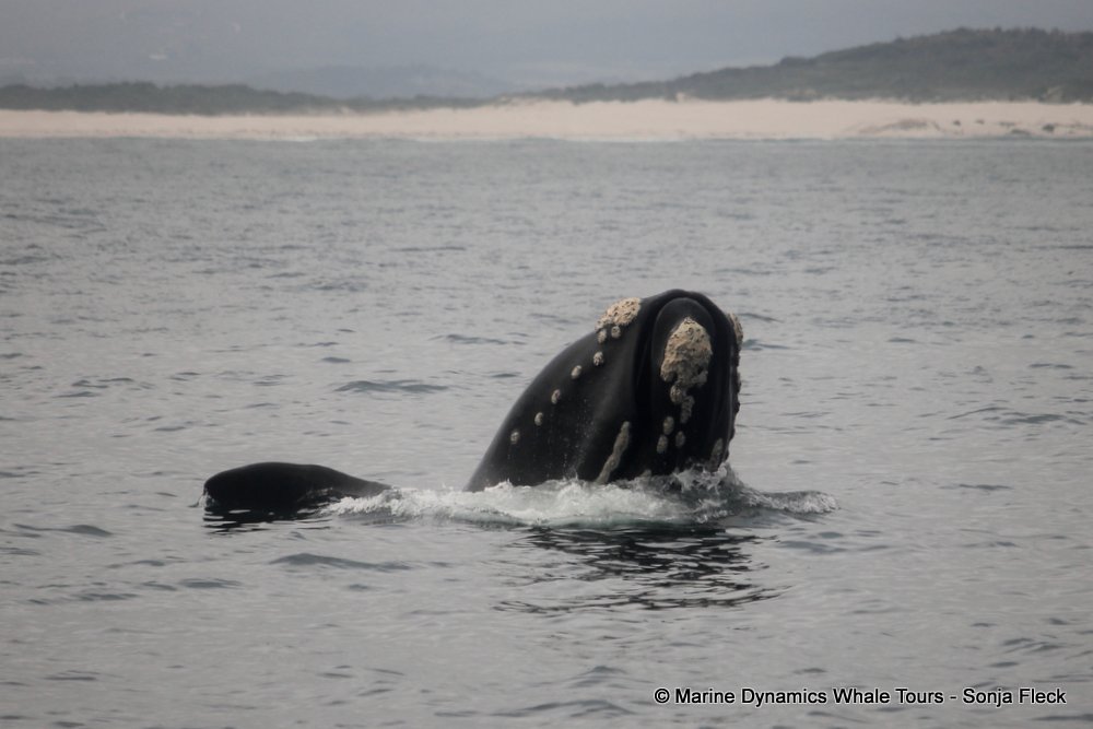 Southern right whale, whale watching, gansbaai, south africa,