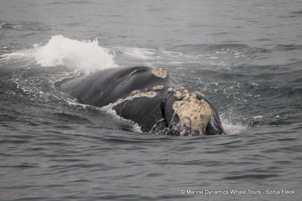 Southern right whale, whale watching, gansbaai, south africa,