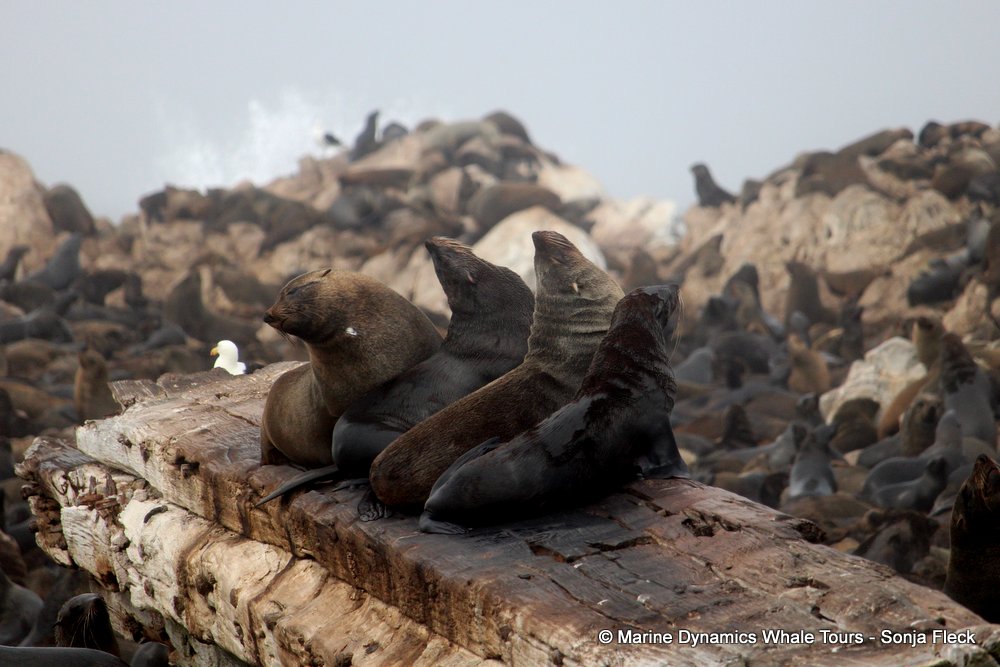cape fur seal, whale watching, gansbaai, south africa