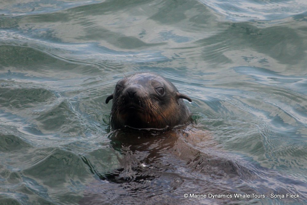 cape fur seal, whale watching, gansbaai, south africa
