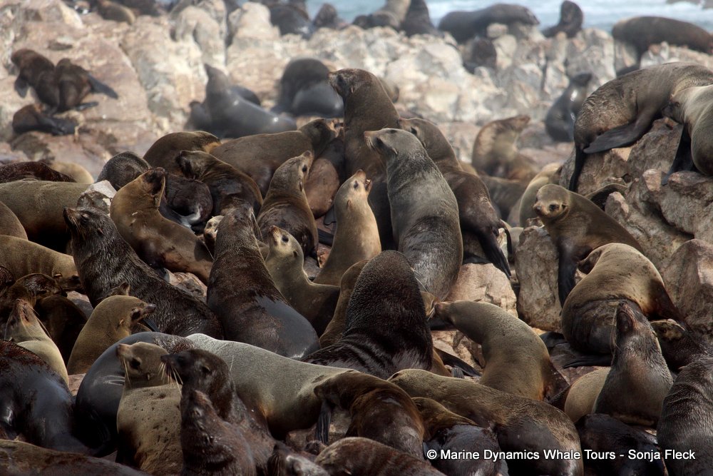 cape fur seal, whale watching, gansbaai, south africa