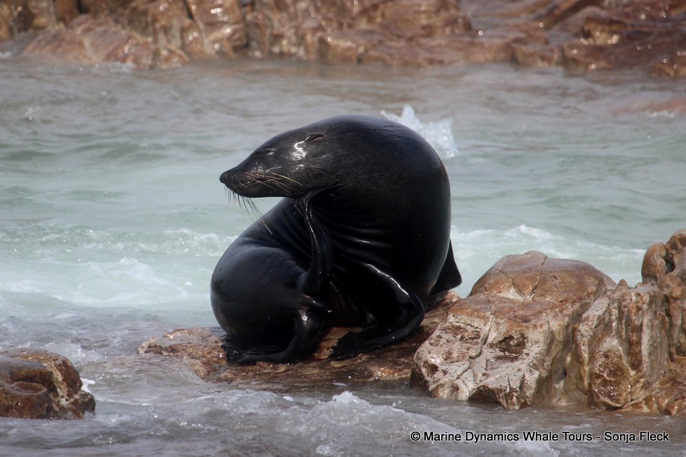 cape fur seal, whale watching, gansbaai, south africa