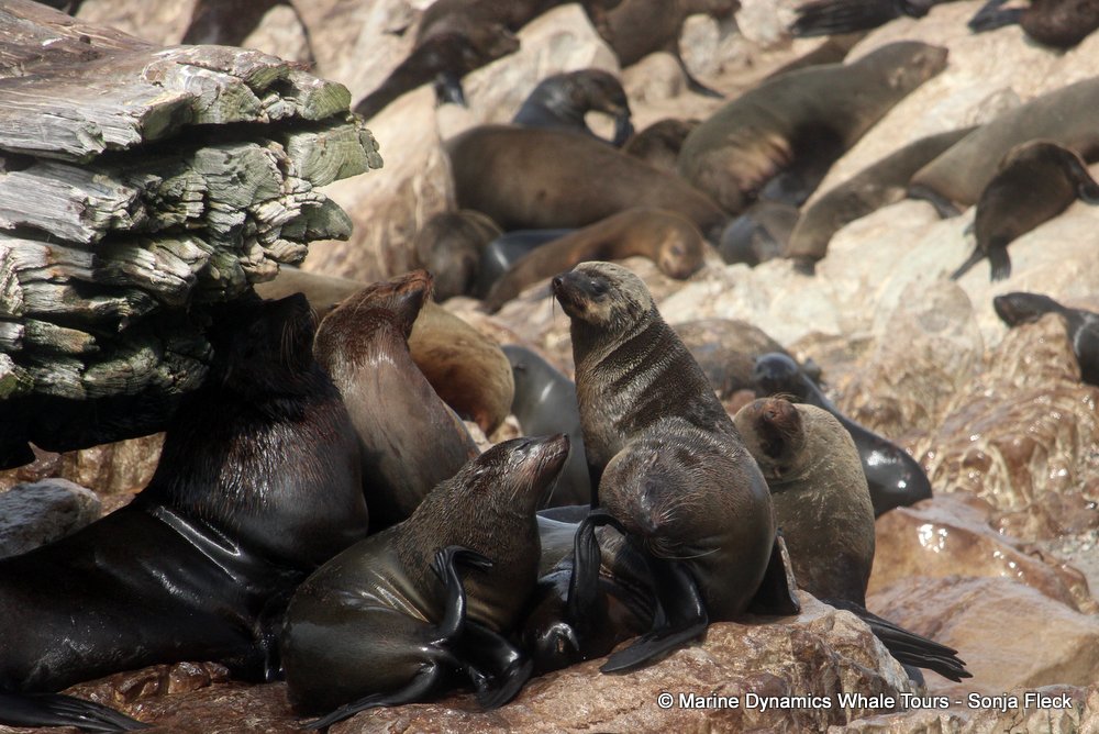cape fur seal, whale watching, gansbaai, south africa