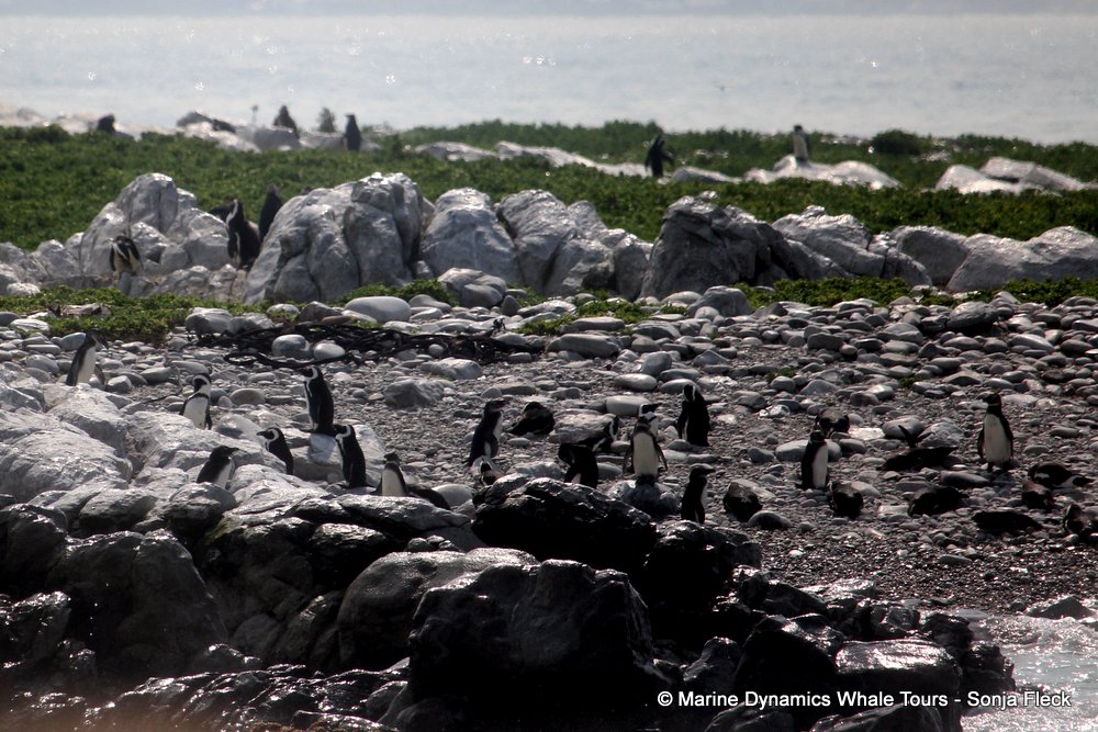 african penguin, whale watching, gansbaai, south africa