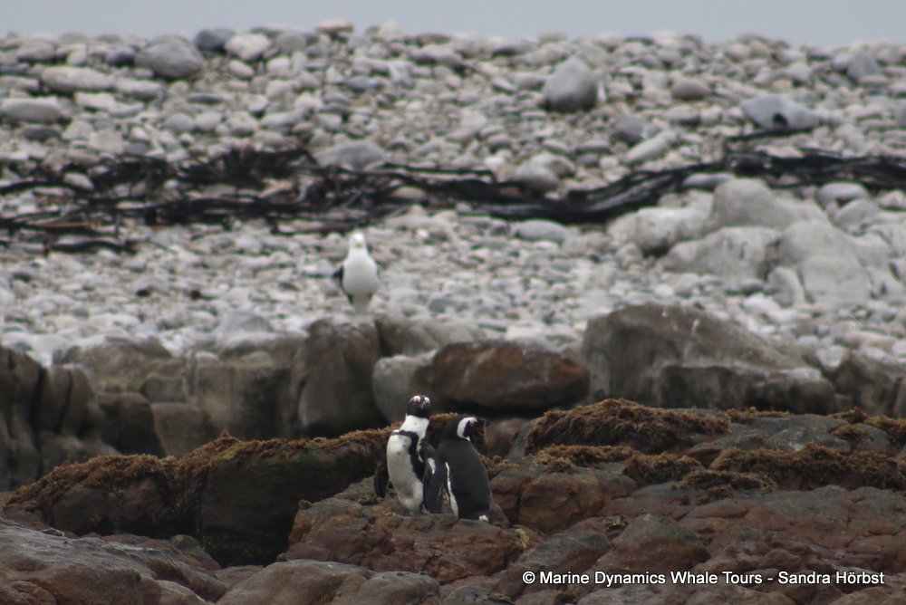 penguins, whale watching, gansbaai, south africa,