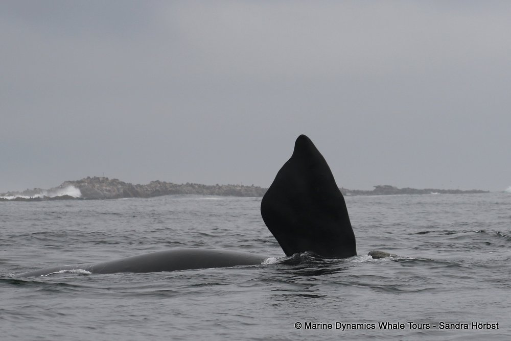 Southern right whale, whale watching, gansbaai, south africa,