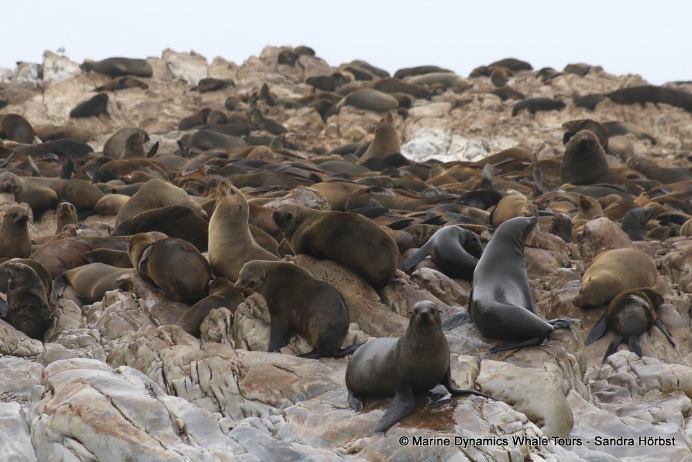cape fur seal, whale watching, gansbaai, south africa