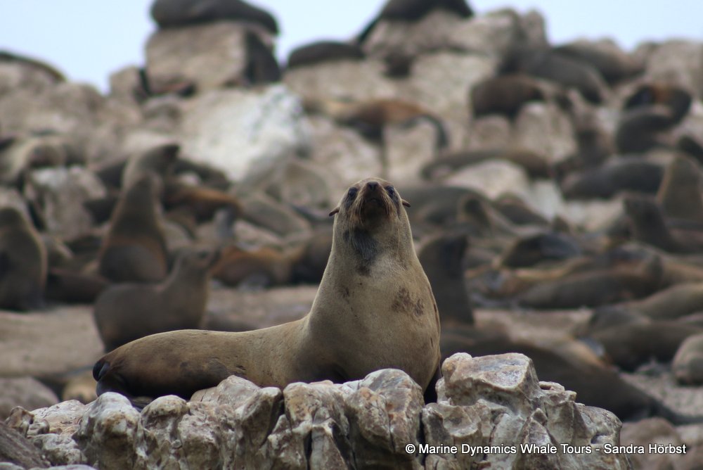 cape fur seal, whale watching, gansbaai, south africa