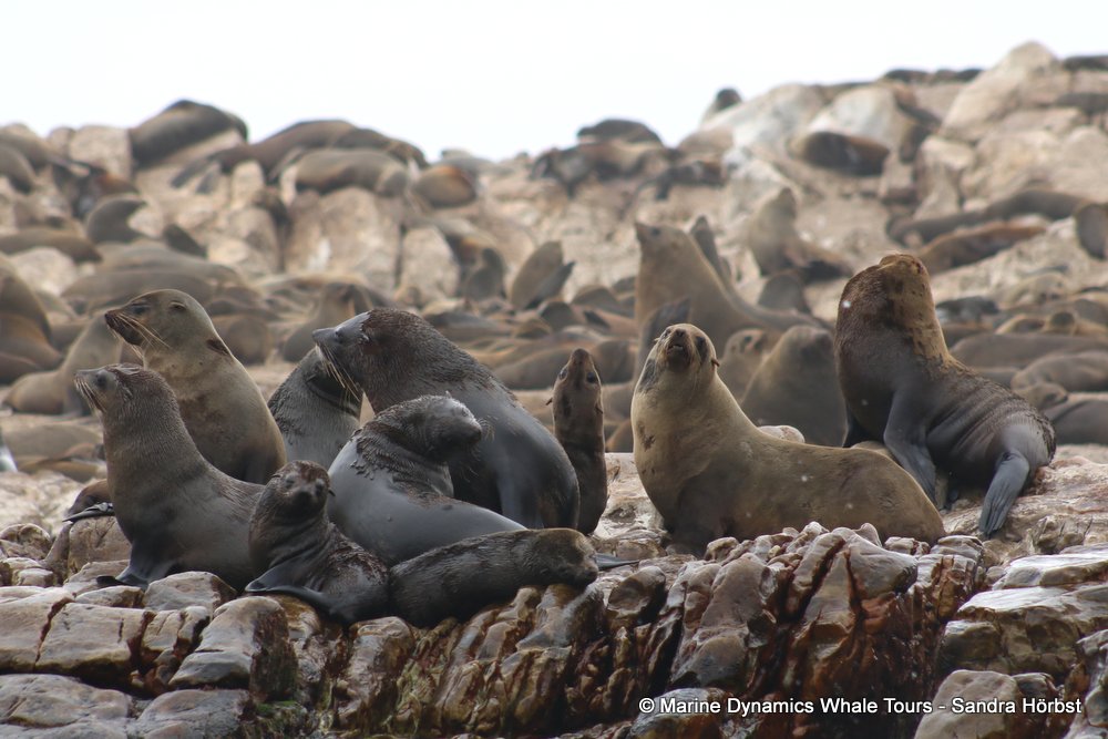 cape fur seal, whale watching, gansbaai, south africa