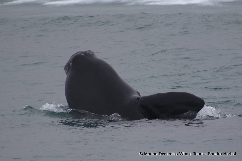 Southern right whale, whale watching, gansbaai, south africa,