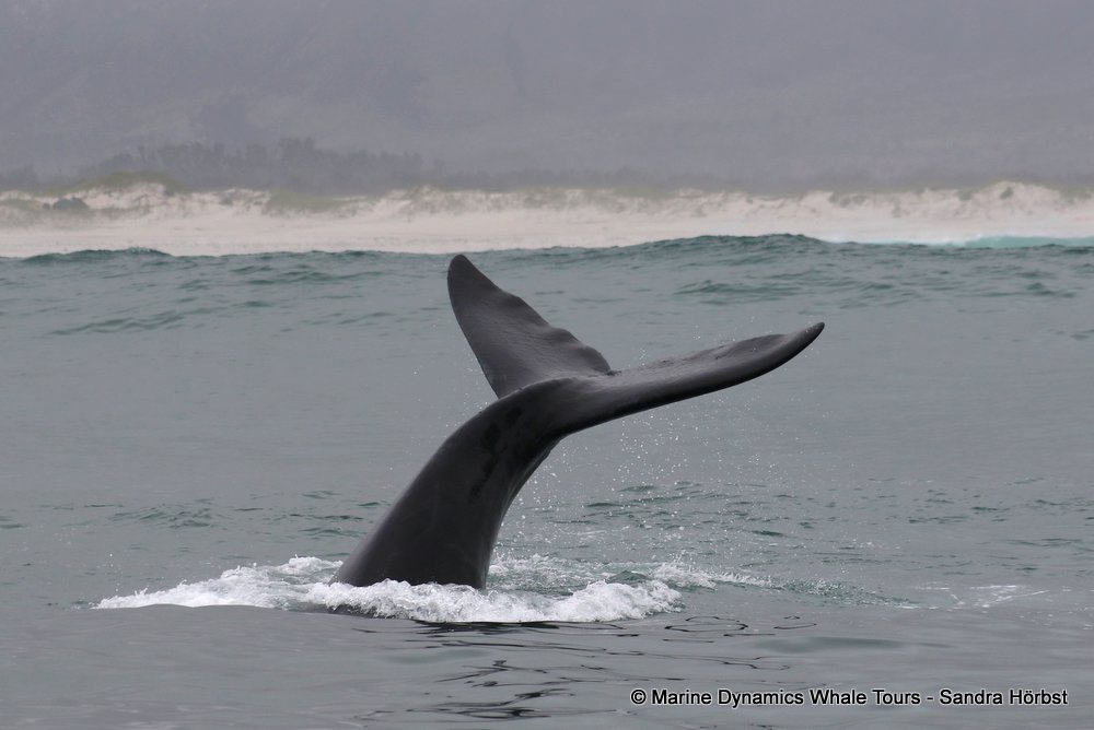 Southern right whale, whale watching, gansbaai, south africa,