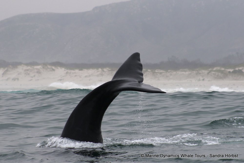 Southern right whale, whale watching, gansbaai, south africa,