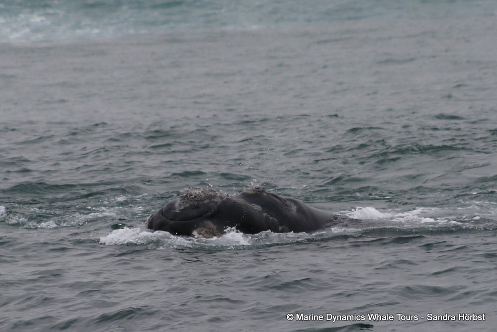 Southern right whale, whale watching, gansbaai, south africa,