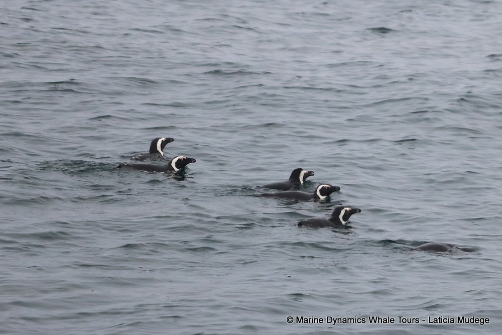 african penguin, whale watching, gansbaai, south africa
