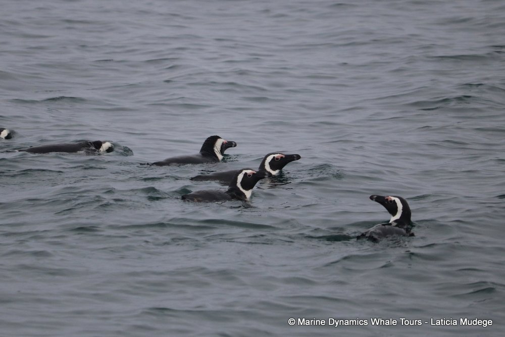 african penguin, whale watching, gansbaai, south africa