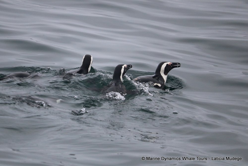 african penguin, whale watching, gansbaai, south africa